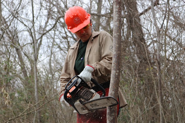 Apprentice practices using a chainsaw by making cuts into a small tree