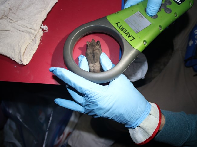 A gray-brown bat, with some hair missing from its bottom half is held under a device with a large circular opening.