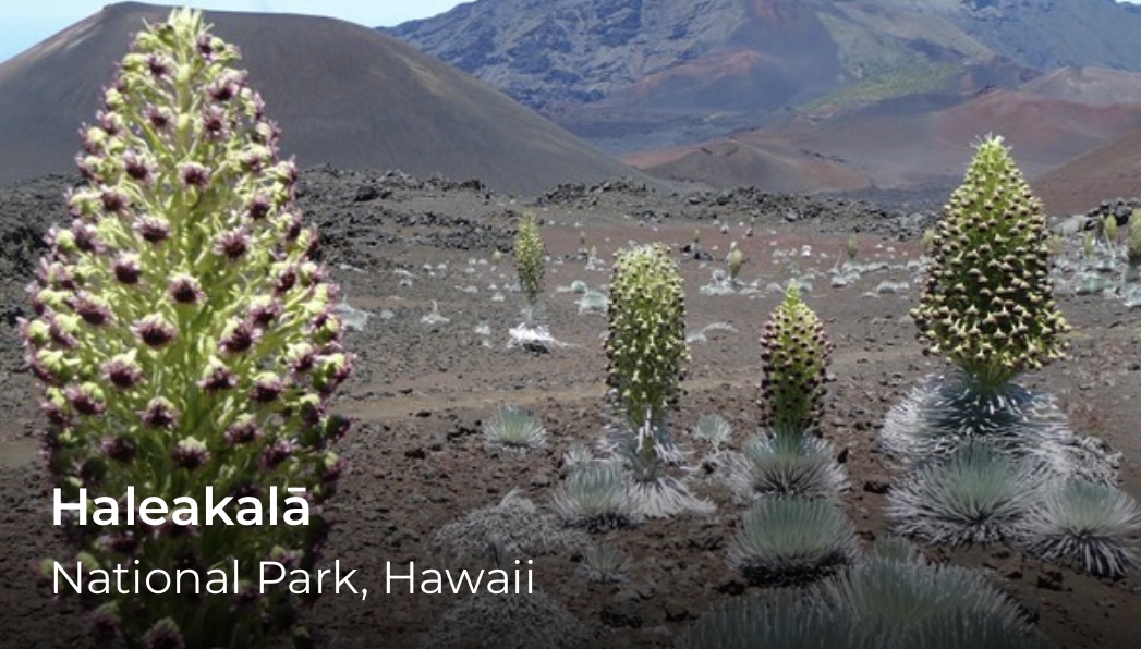 A photo of a silversword plant on volcanic rock. A word over the image reads, Healakala