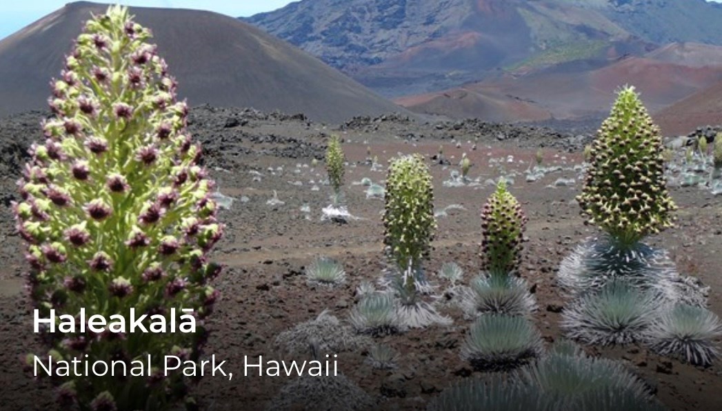 A photo of a silversword plant on volcanic rock. A word over the image reads, Healakala