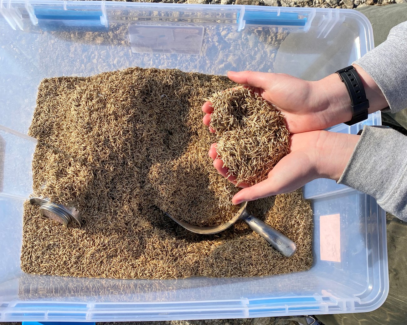 Rancho native grass seeds Looking straight down at a plastic bin full of slender grass seeds, and two hands scooping them up closer to the camera.