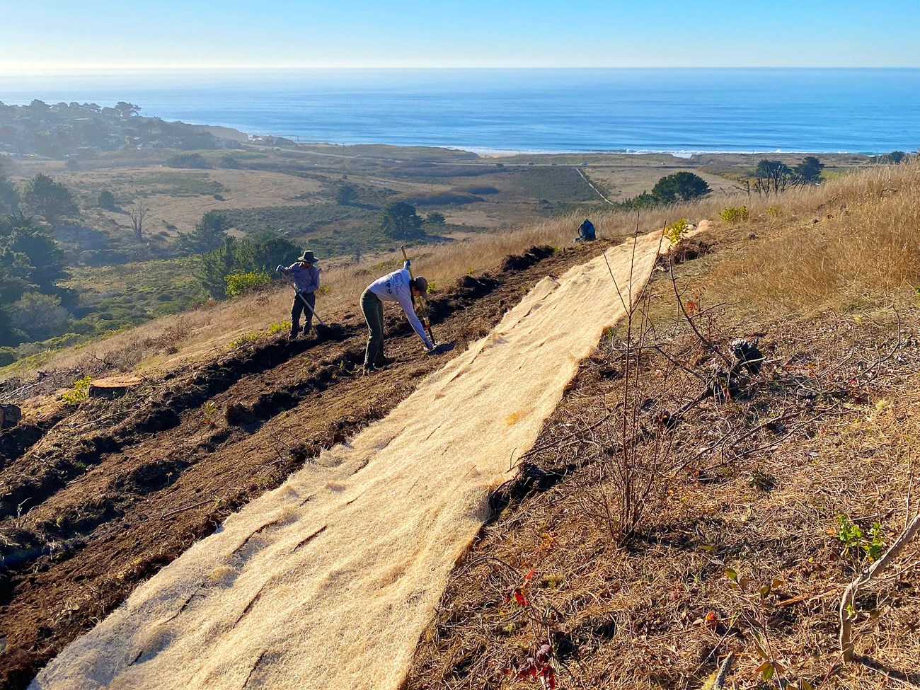 Installing native grass seed lines A line of landscape fabric laid across a hillside stretches out towards the ocean in the distance. Two people are working the bare earth below it, preparing for more to be laid down.