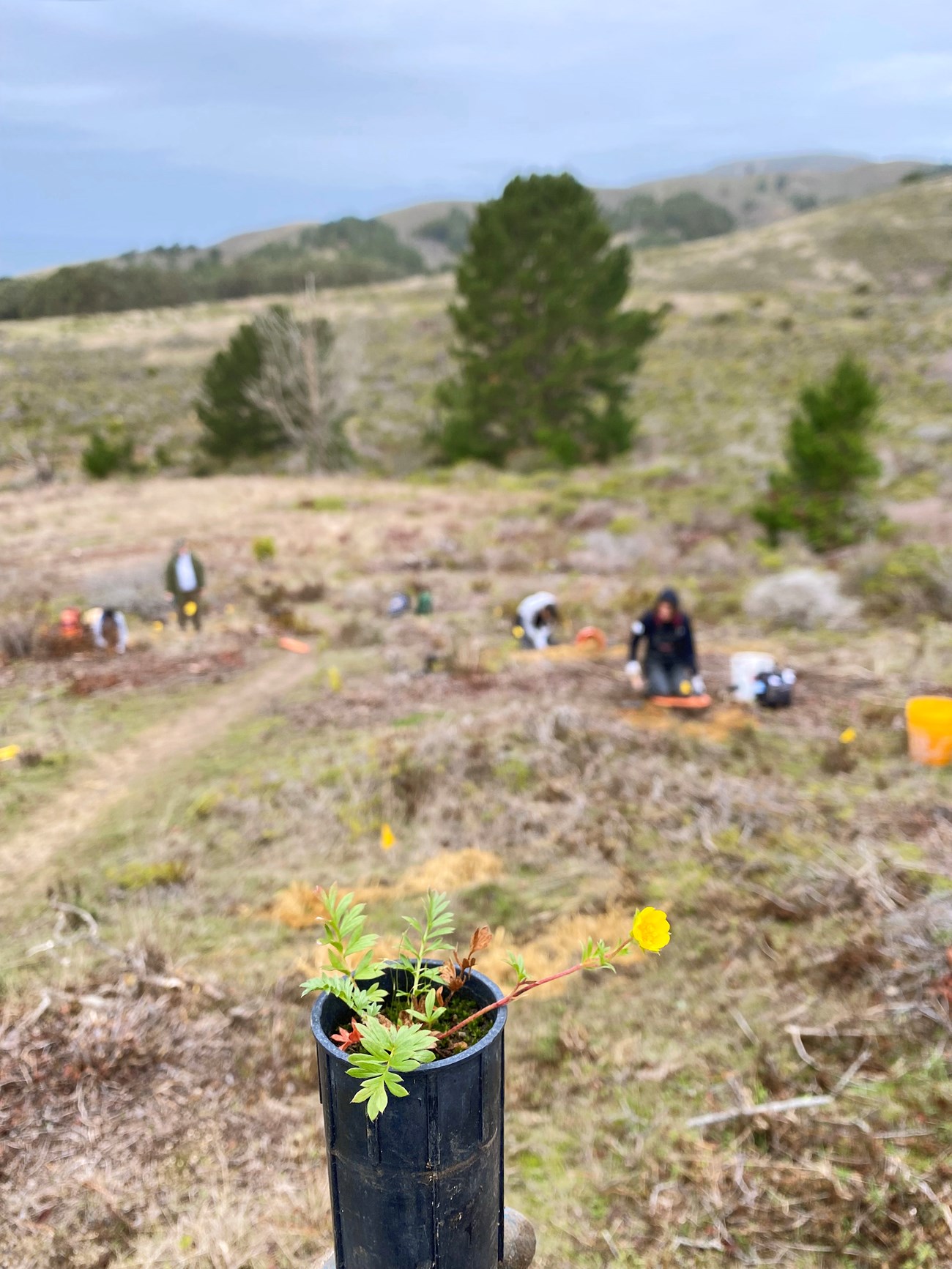 Hickman's potentilla Seedling sporting a small yellow flower in a black container, against an out-of-focus backdrop of people planting seedlings on hillside overlooking the ocean.