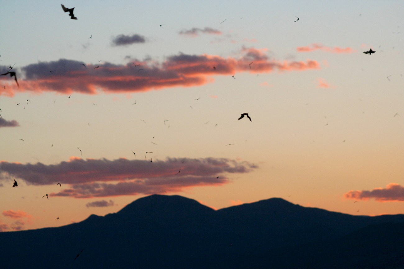 Dozens of bats silhouetted against the sky glowing in shades of orange, pink and purple, over the silhouettes of mountain peaks in the distance..
