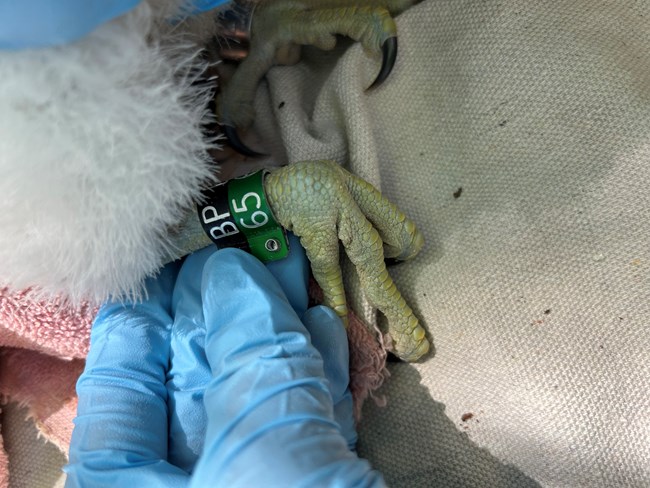 Human fingers inside a blue glove attach metal bands to the leg of a falcon chick.