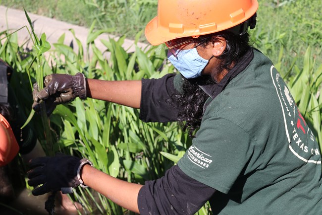 TXCC intern in green shirt and orange hard hat leans over the historic acequia, which is filled with arrowhead plants.
