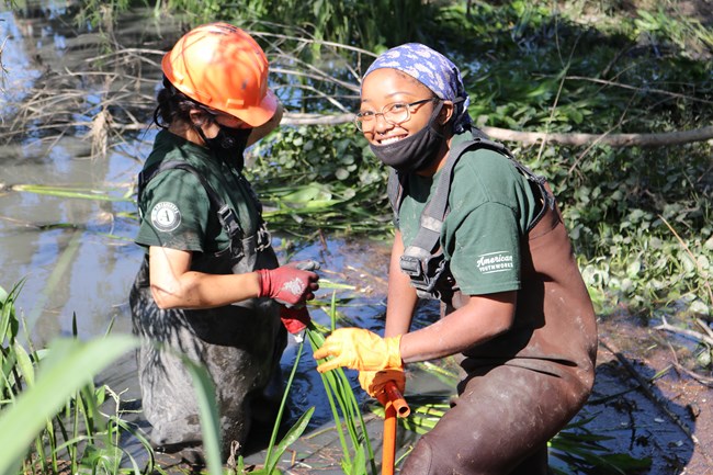 Two interns in overalls and hard hats stand in waist deep water, replanting native plants into the swamp.