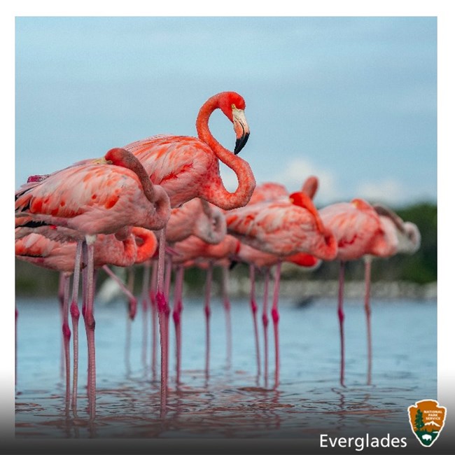 A flamboyance of flamingos stand in shallow water under a blue sky and mangroves are in the background.