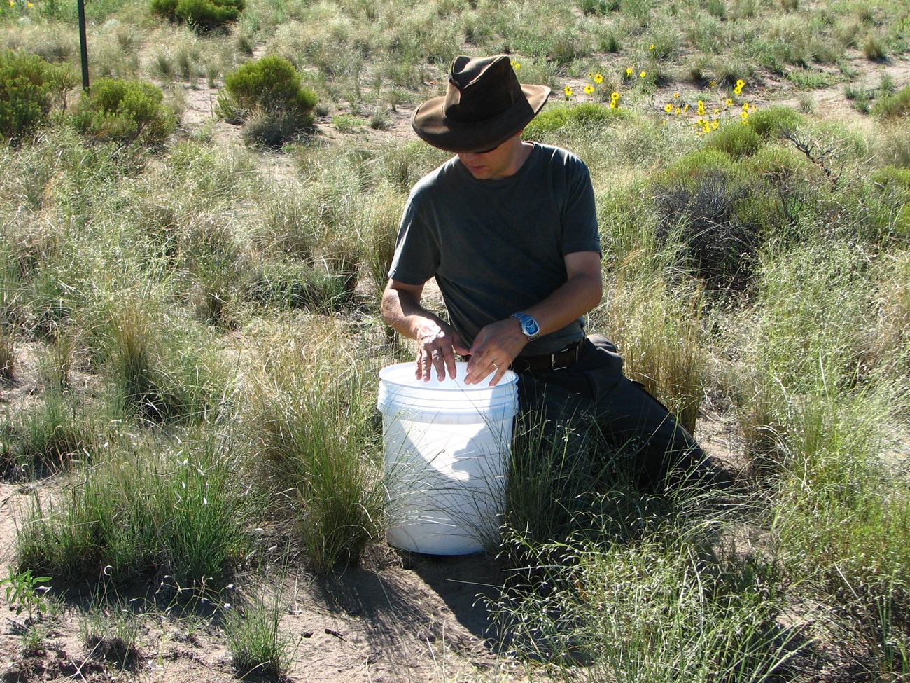 Collecting seed a man in a hat kneels in a field next to a bucket collecting seeds
