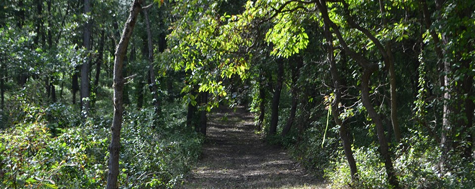 Indiana Dunes shaded fuelbreak A clear grassy path in a forest.