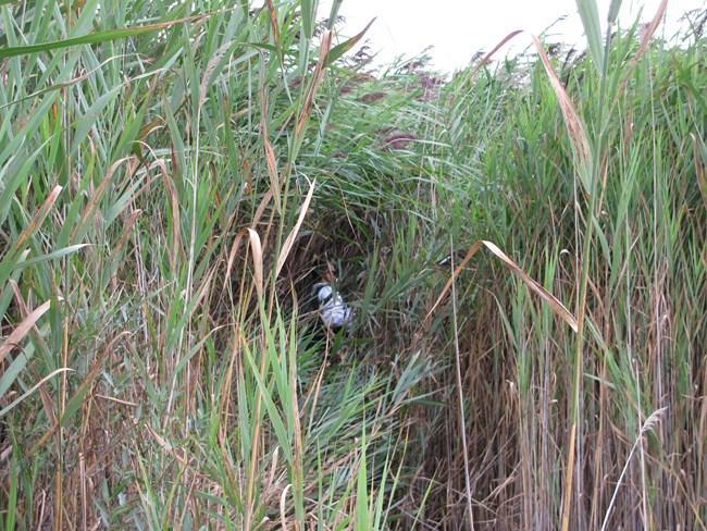 a person is barely visible in a patch of tall common reeds