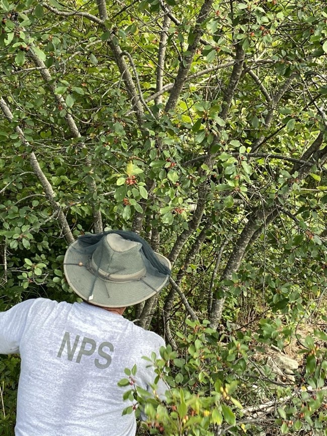 Person in a grey t-shirt cutting down invasive plants