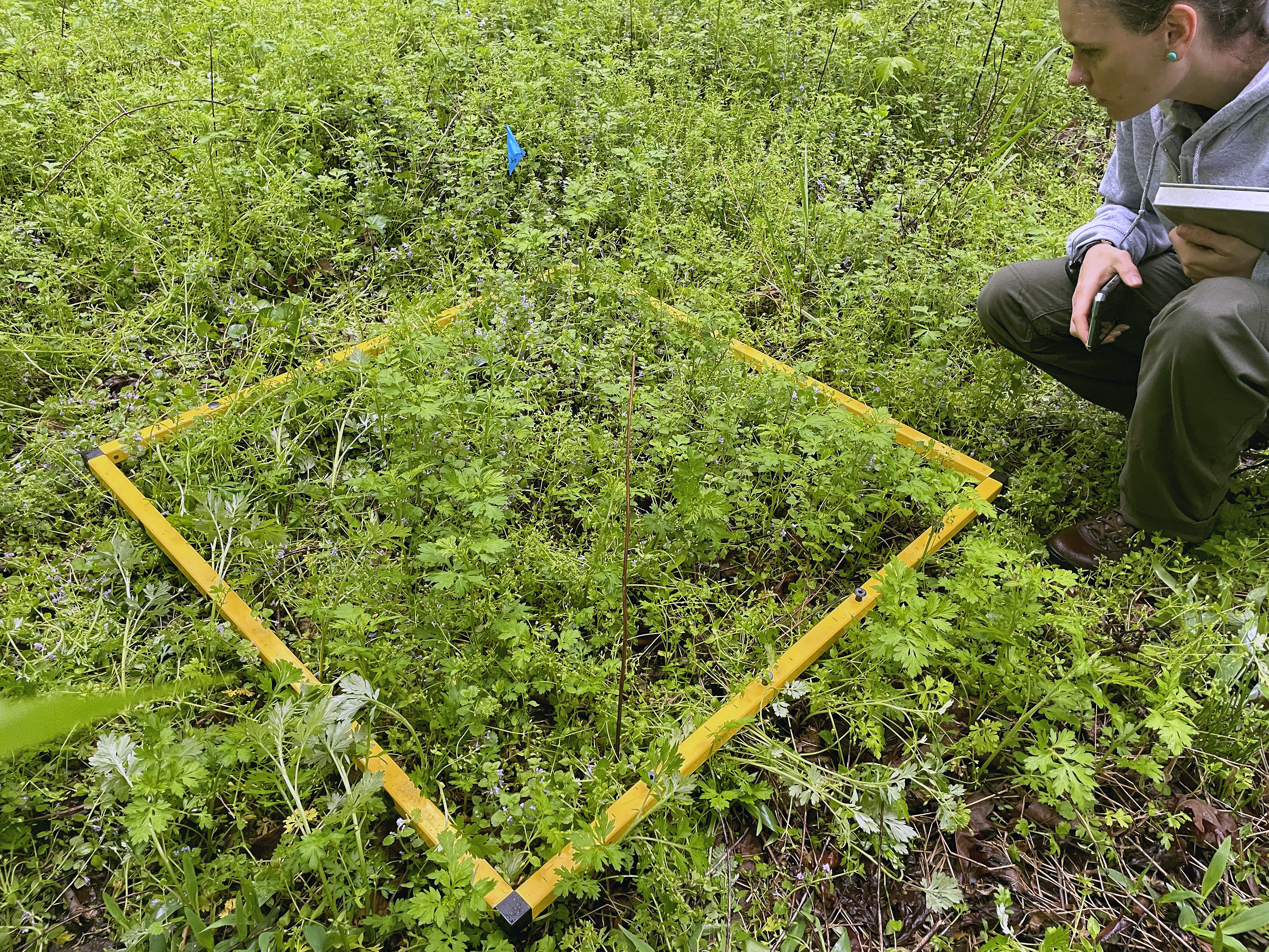 Woman in NPS uniform kneeling in a field with green plants next to yellow plastic square lying on the ground