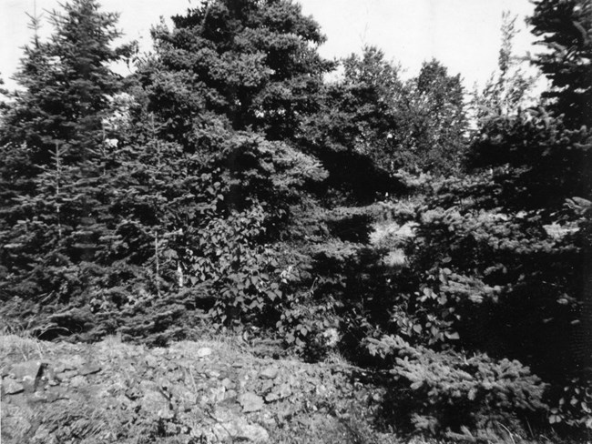 rock pile surrounded by brush