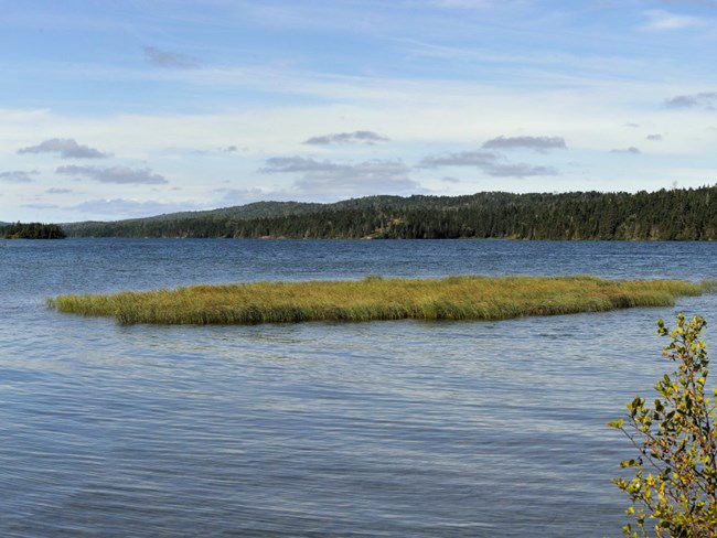 Tobin Harbor shoreline of Tobin Harbor, waterway with dense forest at edge of shores
