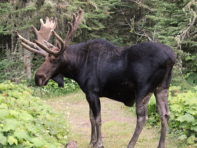 Moose bull moose in the middle of the trail