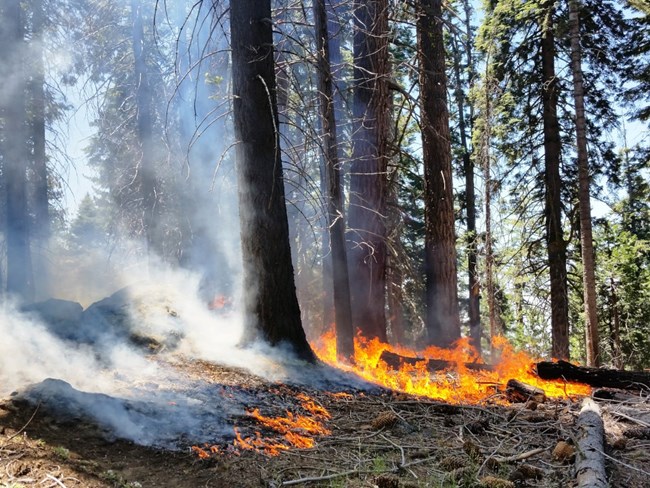 prescribed fire at Sequoia and Kings Canyon National Parks