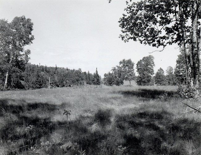 American Fur Company grassy field on Belle Isle, trees in the background