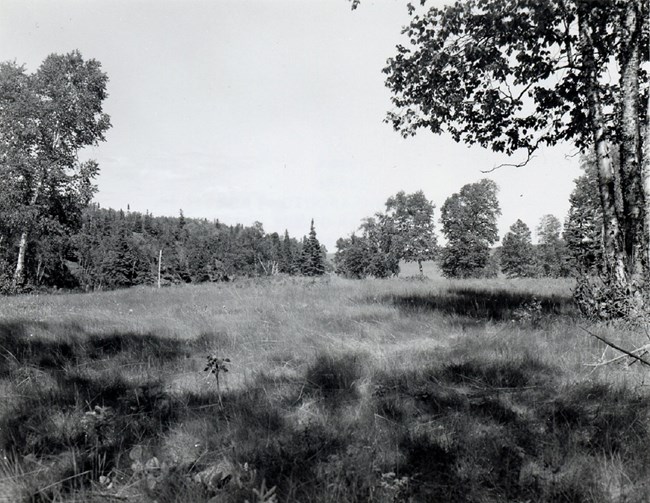 grassy field on Belle Isle, trees in the background