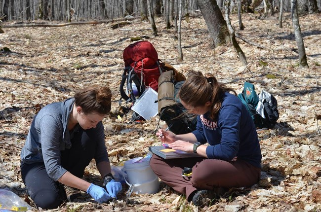 Two researchers collect scat samples of wolves at Isle Royale National Park. Leaves cover the forest floor. Backpacks are piled behind the two researchers.