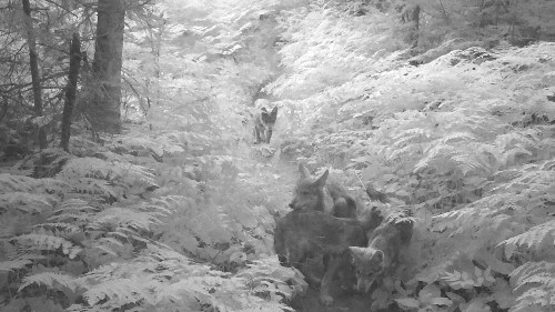 A black and white image from a wildlife camera shows three wolf pups huddled on a trail with a fourth wolf pup trailing behind.
