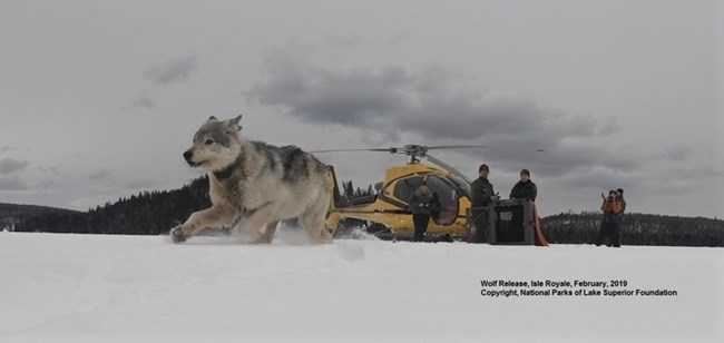 Gray wolf bounds away after being release at Isle Royale. A helicopter and four people stand in the background. Snow covers the ground.