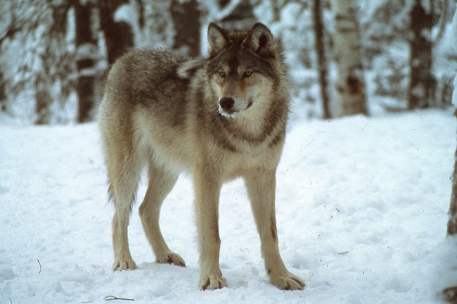 Gray wolf in the winter.