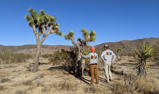Monitoring Joshua trees in Joshua Tree National Park Two scientists stand in front of Joshua Trees evaluating their condition.
