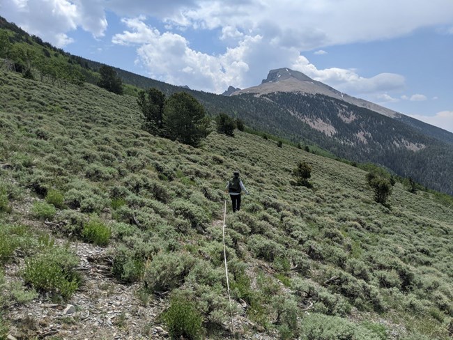 Establishing a plot in sagebrush steppe, Great Basin National Park A person walks through sagebrush, stretching out a meter tape to make a monitoring plot.