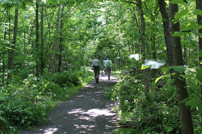 Volunteers carrying loppers walk down a gravel trail surrounded by a green canopy. Along the edges of the trail lay piles of cut buckthorn, an invasive shrub, removed by volunteers during the National Trails Day event.