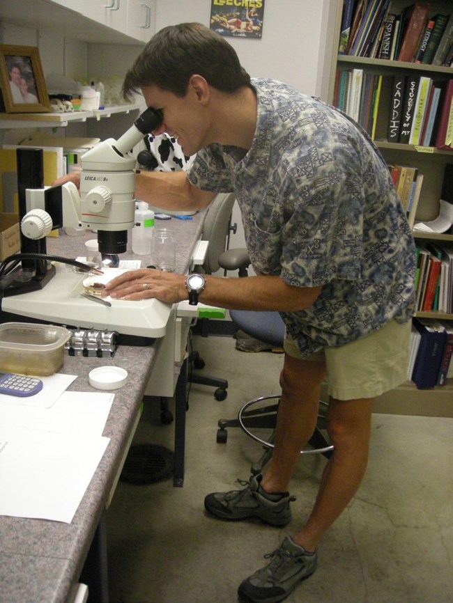 Identifying insects Man stands at a microscope in a lab.