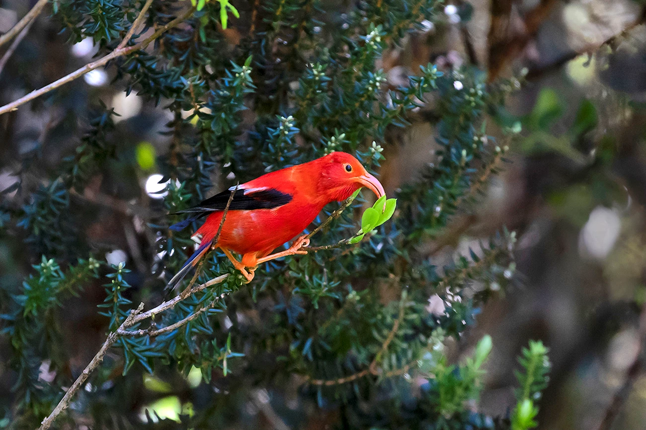 ‘I’iwi Brilliant red bird with black wings inserting its curved, pink bill between a small cluster of leaves.