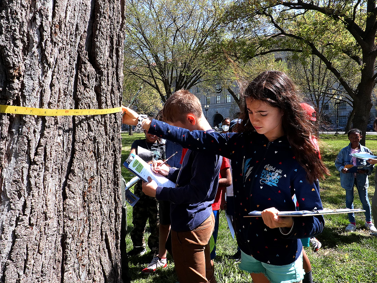 Measuring the diameter of a tree A group of young people stand around a large tree. In front, a girl with a clipboard holds a measuring tape around the tree.