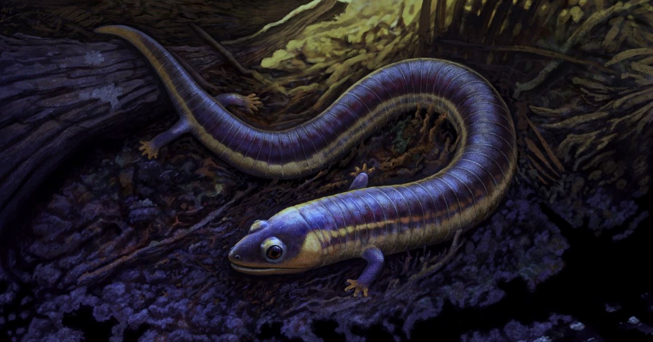 painting of a prehistoric segmented lizard-like animal