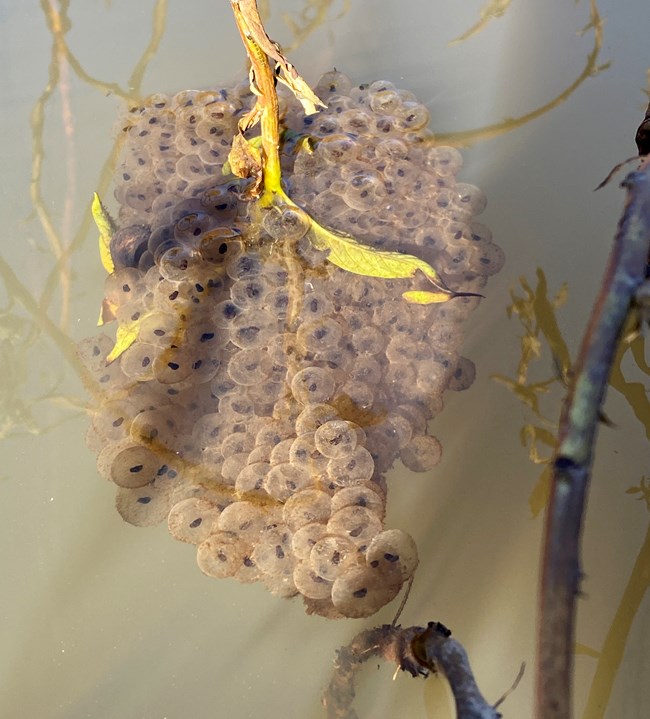 California red-legged frog egg mass Cluster of hundreds of translucent frog eggs with small, dark centers, at the surface of the watter, attached to a stem of vegetation.