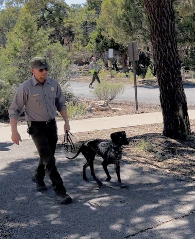 A man walks with a black and white dog on a leash