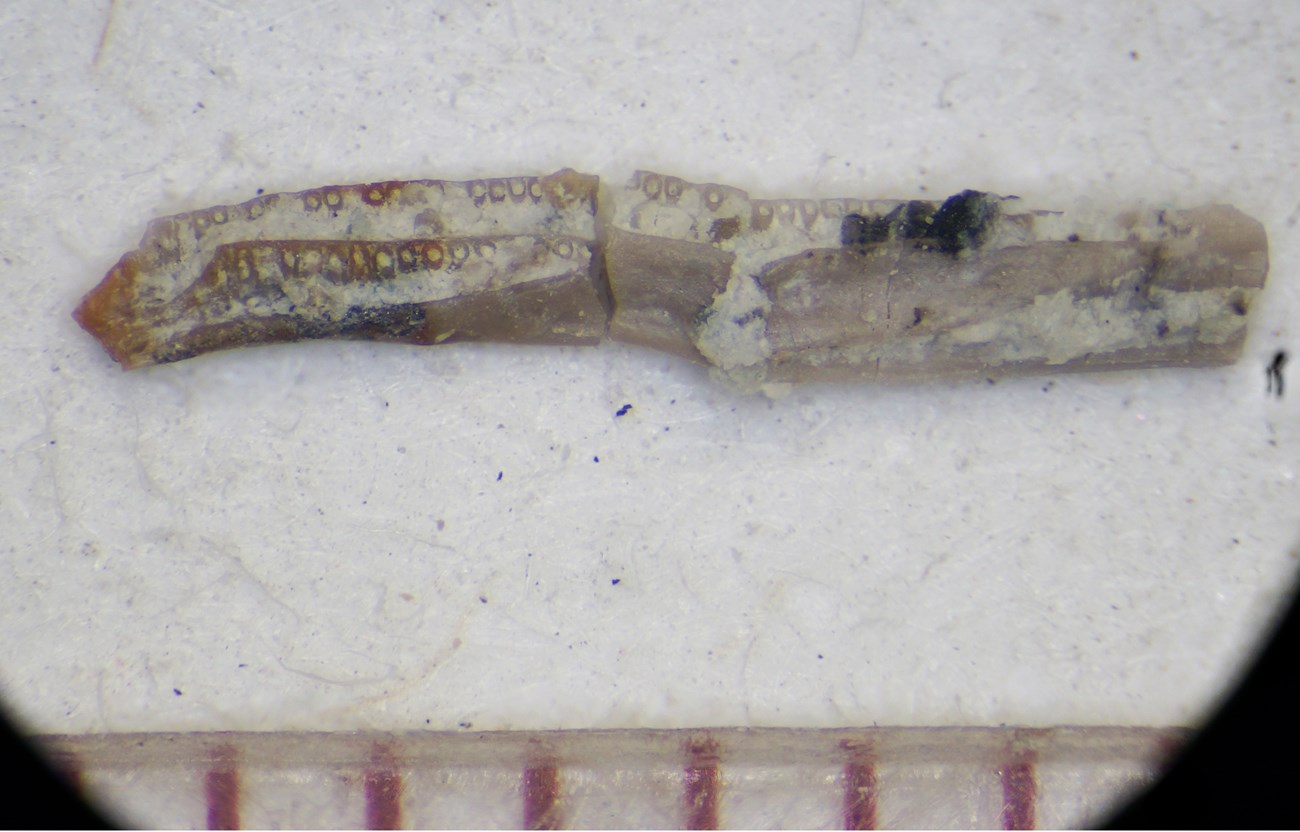 enlarged photo of a tiny fossil jawbone with teeth
