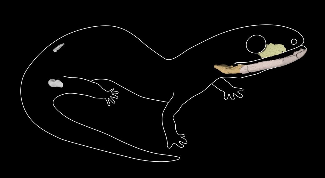 drawing of a prehistoric lizard-like animal showing the location of the jawbone and other fossil bone fragments that have been curated in the park collection