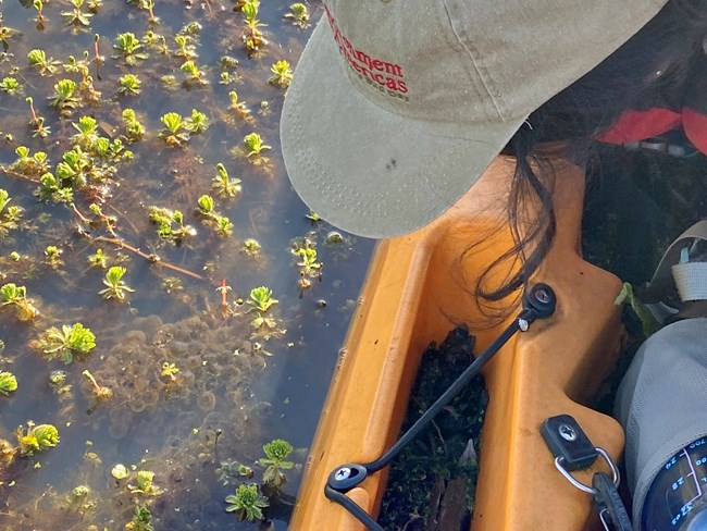Breeding surveys by boat Person looking down over the side of a kayak at a large egg mass among vegetation at the water's surface.