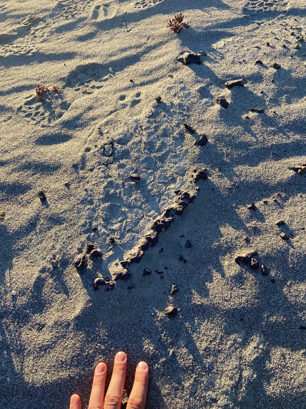 Image E Photo of small fossils exposed on the ground surface.