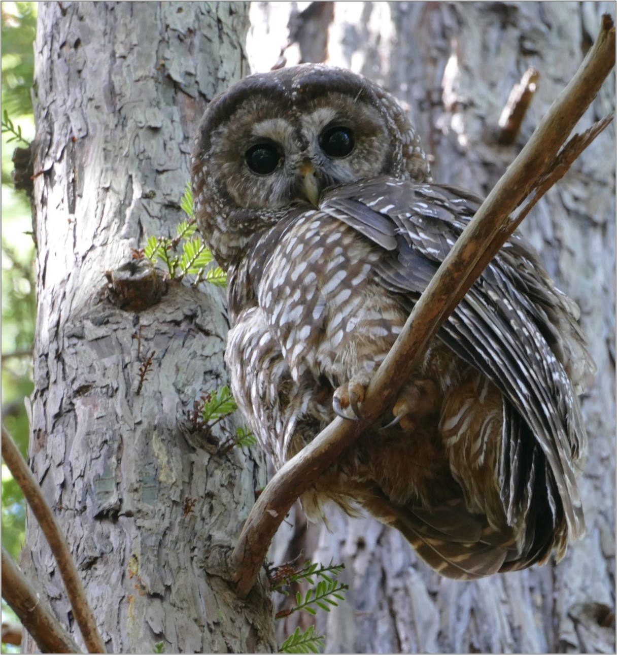 Owl with dark eyes, a round head, and brown and white-spotted plumage looks down at the camera from a narrow branch emerging from the side of a young coast redwood tree.