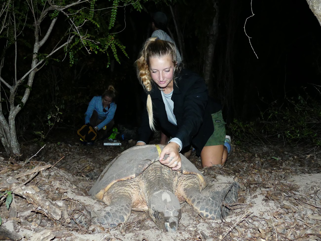 Woman kneeling over a large sea turtle, measuring its shell with a tape measure.