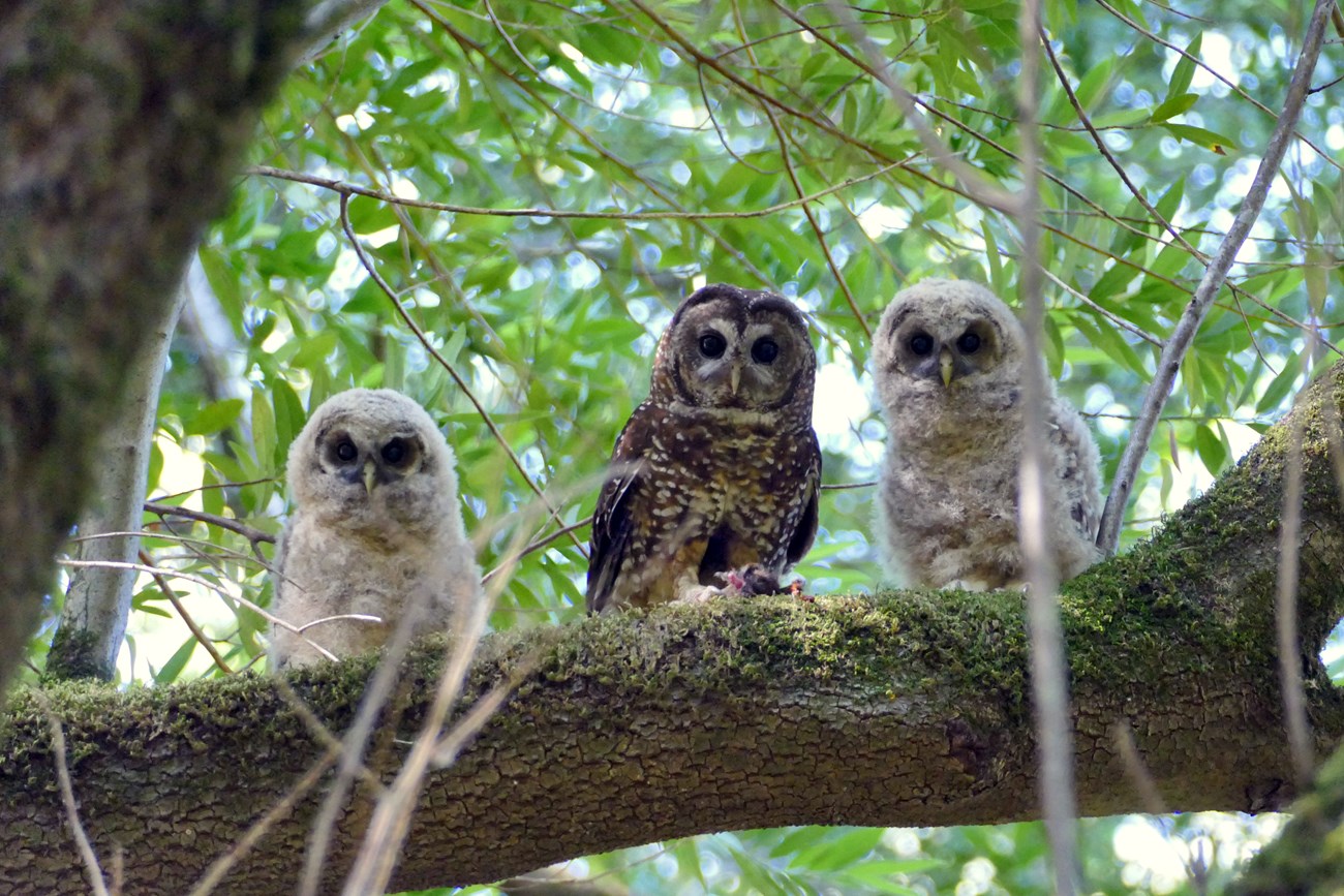 Northern spotted owl parent with young Adult northern spotted owl on a large branch, flanked by two downy white nestlings. The adult has a prey item in its talons.