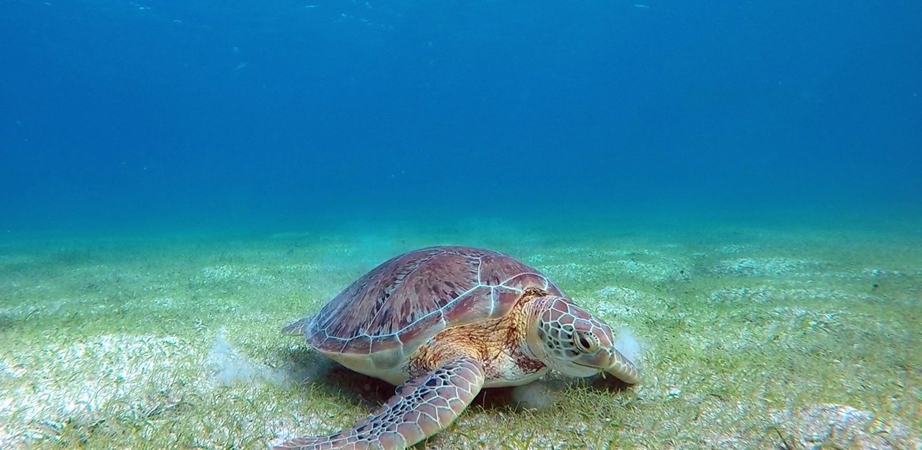 Sea turtle under water