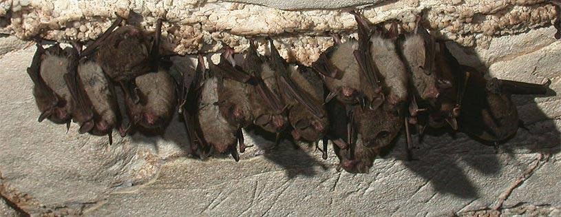 Indiana Bats A group of bats hanging upside down in a cave.