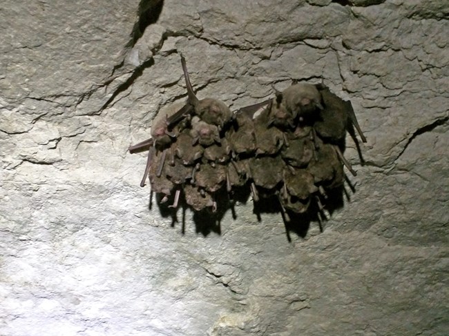 A cluster of bats