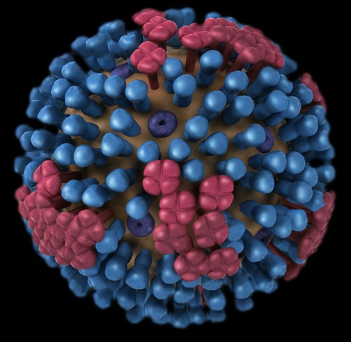 Influenza virus image