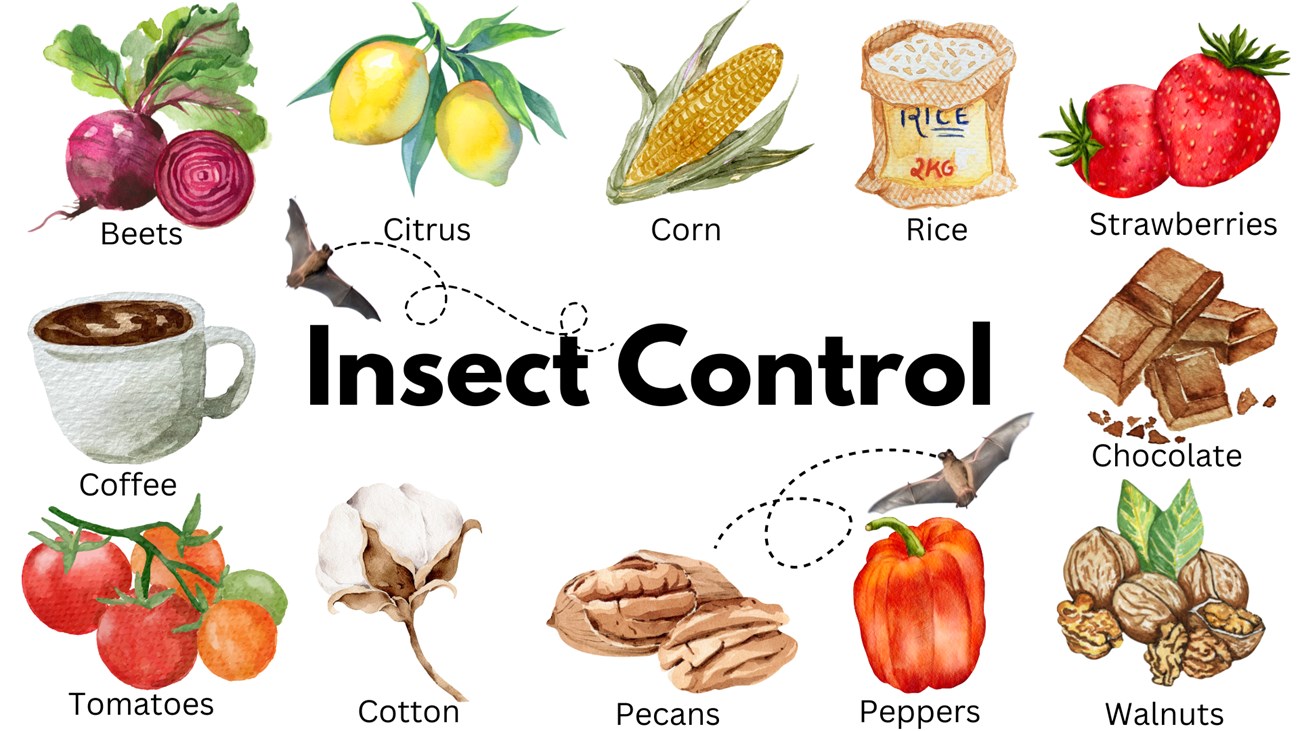 graphic showing the different foods benefitted by insect control due to bats. Foods are: beets, citrus, corn, rice, strawberries, chocolate, walnuts, peppers, pecans, cotton, tomatoes, and coffee.