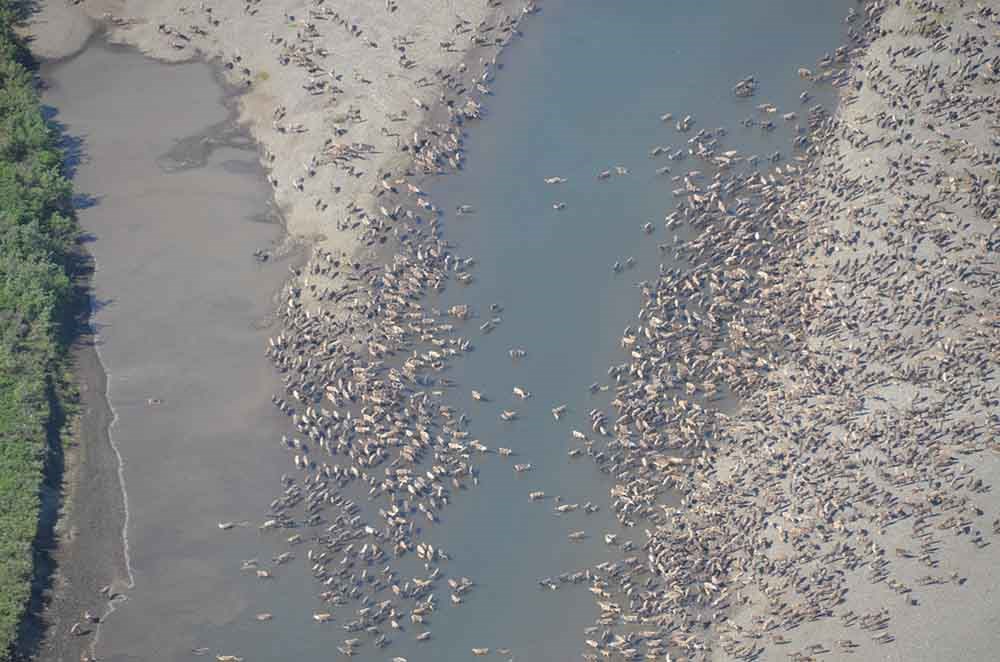 large aggregation of caribou around a lake.