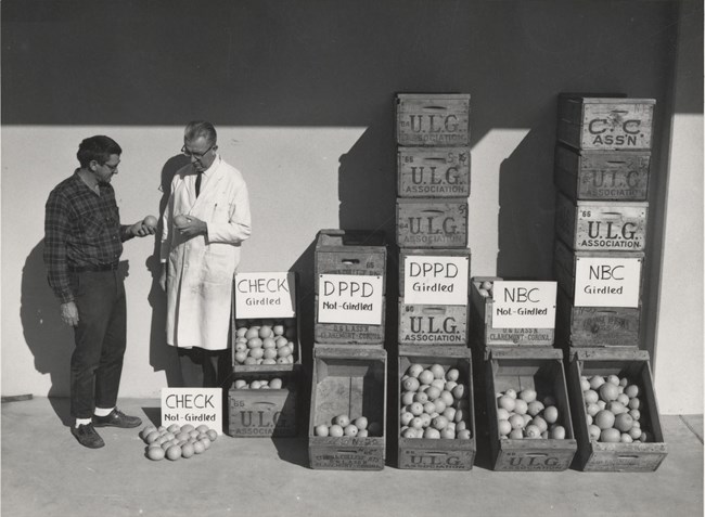 black and white photograph of two men, each holding a citrus fruit. There are five open large crates with citruses in them, and more crates stacked on top of those.
